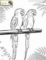 Macaw Hyacinth Designlooter sketch template