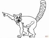 Lemur Coloring Pages Drawing Tailed Ring Cartoon Lemurs Printable Clipart Clipartmag Kids Results Getdrawings Categories sketch template