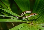 Afbeeldingsresultaten voor Dendrelaphis caudolineatus. Grootte: 146 x 100. Bron: www.thainationalparks.com