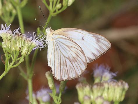 great southern white butterfly size photographs characteristics