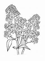 Lilac Coloring Pages Flower Flowers Print Color Getcolorings Designlooter Printable 1000px 41kb sketch template