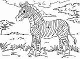 Zebra Coloring Pages Book Printable Large sketch template