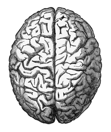 human brain isolated  white engraved illustration circa  drawing