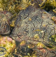 Afbeeldingsresultaten voor "clathria Bitoxa". Grootte: 181 x 185. Bron: www.chaloklum-diving.com