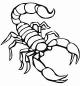 Scorpion Coloring Pages Printable Animals Scorpions Drawing Preschool Color Print Kids Getdrawings Getcolorings sketch template