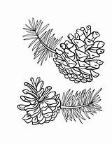Pine Cone Cones Pages Coloring Printable Drawing Pinecone Template Outline Colouring Fall Crafts Patterns Pdf Coloringcafe Line Pattern Ausmalen Embroidery sketch template