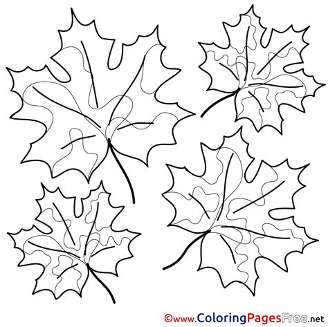 printable maple leaf cut  template  canada day coloring sketch