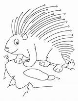 Porcupine Coloring Pages Animal Sheets Threatened Cute Printable Kids Sketch Template sketch template