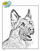 Shepherd Crayola Shepard Pets Craftwhack sketch template