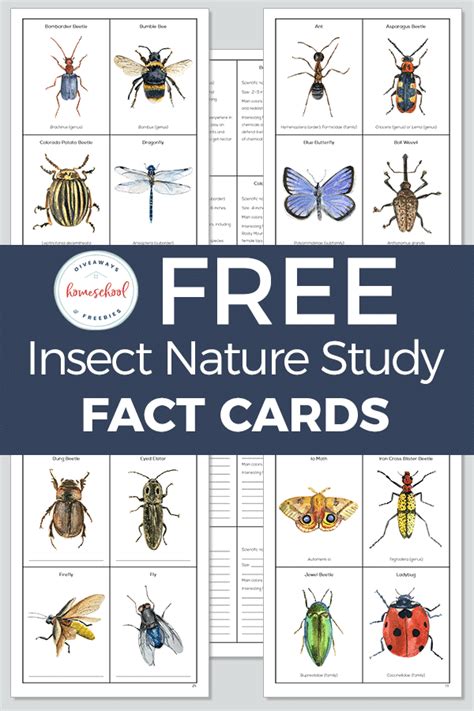 insect nature study fact cards