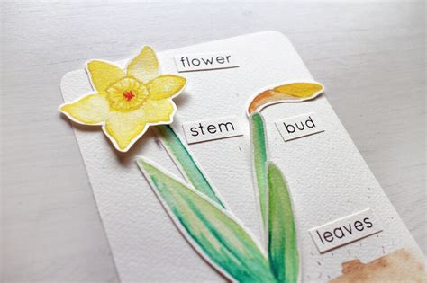 parts   daffodil activity spring flowers printable etsy uk