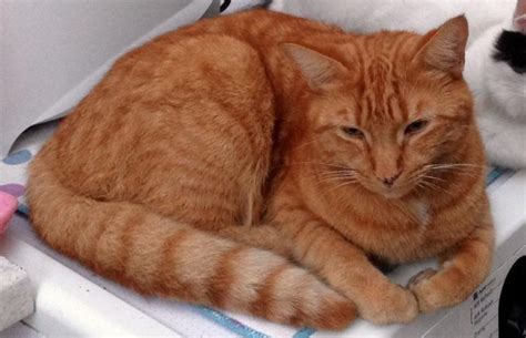is a street cat named bob why ginger cats are disappearing metro news
