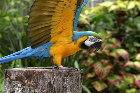 blue  yellow macaw zoo atlanta