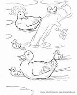 Coloring Duck Pages Ducks Farm Animal Pond Printable Kids Animals Swimming Family Colouring Clipart Print Activity Sheet Bestcoloringpagesforkids Sheets Para sketch template