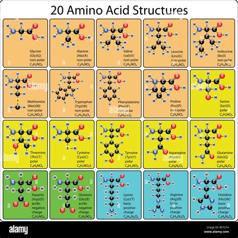 amino acid polarity chart