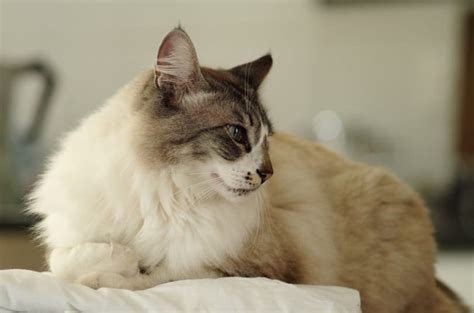 British Semi Longhair Cat Breed Info Pictures Temperament And Traits