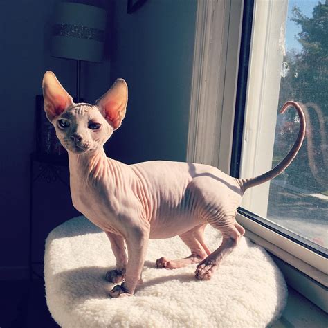 facts   hairless sphynx cats life  catman