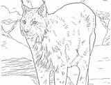 Lynx Coloring Colour Pages Colouring Drawing Getcolorings Color Getdrawings sketch template