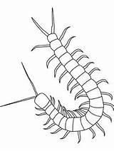 Insekten Centipede Regenwurm Cienpies Millepiedi Cien Insecte Kolorowanki Pattes Insetti Malvorlage Owady Robaki Insectes Insects Tiere Colorier Mille Ciempies Disegnidacolorare sketch template