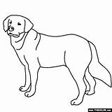 Coloring Retriever Golden Pages Dog Lab Labrador Drawing Dogs Line Color Realistic Puppy Chocolate Yellow Getdrawings Thecolor Online Popular sketch template