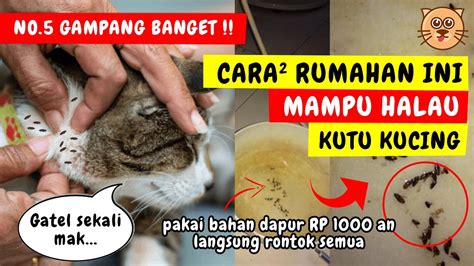 murah  menghilangkan kutu  kucing  obat kutu kucing