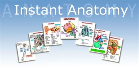 instant anatomy learn human anatomy online anatomy lessons anatomy