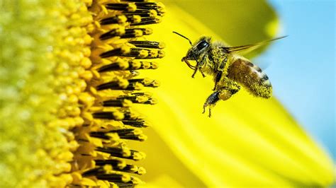 kara pesticide program update epa continues webinar series dedicated  pollinator protection