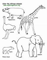Coloring Animals Grassland Pages Popular sketch template