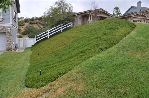 hillside ground cover