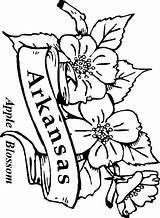 Coloring Arkansas Apple Blossom State Pages Flowers Flower Kids Drawings Printable Alabama Popular Coloringhome Central sketch template