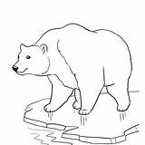 Polar Bear Coloring Pages Printable Baby Express Kids Color Print Sheet Bears Paw Getcolorings Template Choose Board Sheets sketch template