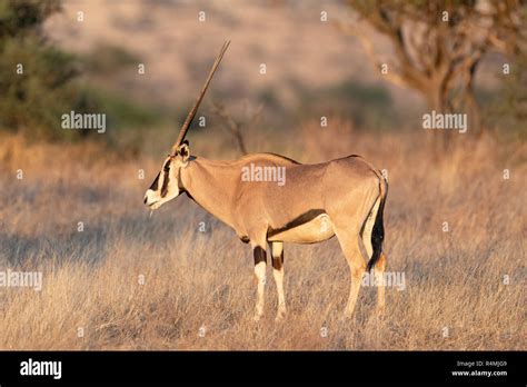 common beisa oryx oryx beisa  kenya africa stock photo alamy