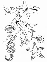 Coloring Sea Life Pages Ocean Kids Floor Clipart Deep Library Template Popular sketch template
