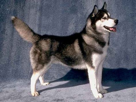 razas husky siberiano todo sobre perros razas de perros juegos