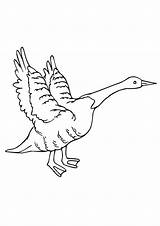 Gans Ausmalbilder Goose Ausmalbild Geese Kostenlos Letzte Malvorlagen sketch template