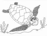 Turtle Sea Drawing Line Coloring Leatherback Cute Baby Facts Discovery Draw Pages Turtles Loggerhead Color Amp Getdrawings Paintingvalley Getcolorings Exploration sketch template