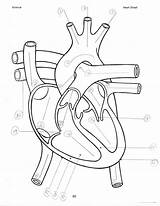 Heart Diagram Anatomy Drawing Printable Worksheet Sketch Blank Diagrams Human Labeled Coloring Body Simple Science Print Label Unlabeled Blood Flow sketch template
