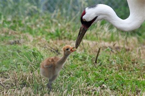 whooping crane hatches  smithsonian conservation biology