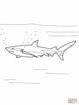 Shark Coloring Reef Blacktip Tipped Printable Pages Designlooter Choose Board sketch template