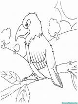 Burung Mewarnai Tk Paud Beo Marimewarnai Diwarnai Sd Binatang Terbaru Dhea Warna Redshop Halaman sketch template