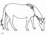 Horse Quarter Coloring Pages Getcolorings Color Printable sketch template