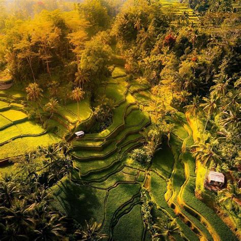 A Beautiful View Of Tegalalang Rice Field Bali Indonesia Photo By Ig