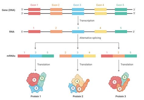 tool enables researchers  assemble transcript isoforms  single cells genome sciences