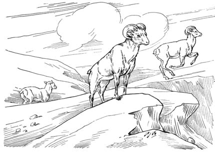 bighorn wild sheep coloring page supercoloringcom coloring pages