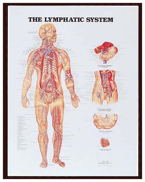anatomical chart series body systemseducation suppliesclassroom