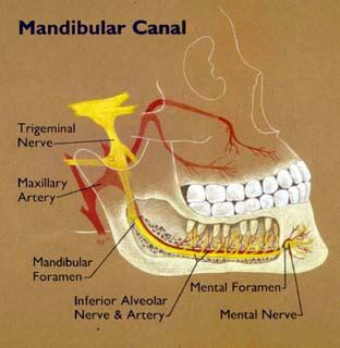 mandibular canal location function  pictures