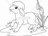 Coloring Lamb Pages Easter God Farm Animal Kids Sheep Jesus Book Drawing Para Colorear Dibujos Tattoo Discover Cartoon Getdrawings выбрать sketch template