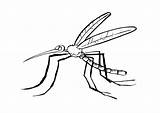 Mosquito Animals Coloring sketch template