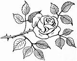 Rose Clipart Clip Flower Roses Wikiclipart Related Dozen Coloring sketch template