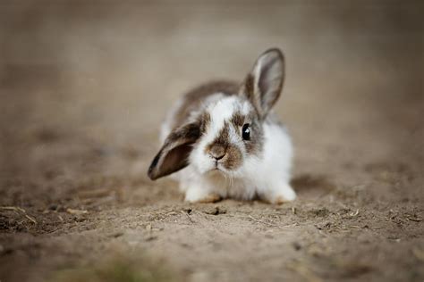 rabbit   floppy ear symptoms  signals  bunny ears